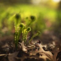 fiddle-oak-photography-8