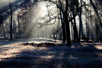 forest-657902_1920