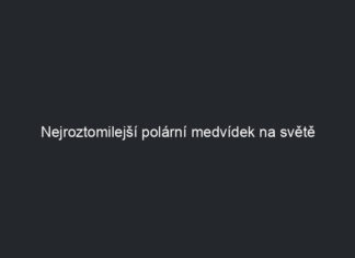 Nejroztomilejší polární medvídek na světě