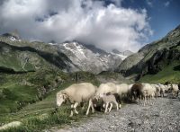 pyrenees-692958_1920