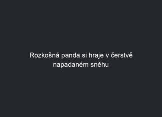 Rozkošná panda si hraje v čerstvě napadaném sněhu