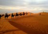 poušť s velbloudy